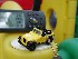 Jeep Travel Bug and GPS
